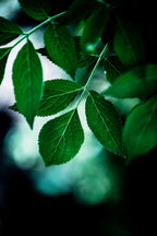 Dark Leaves 14 Poster och Canvastavla