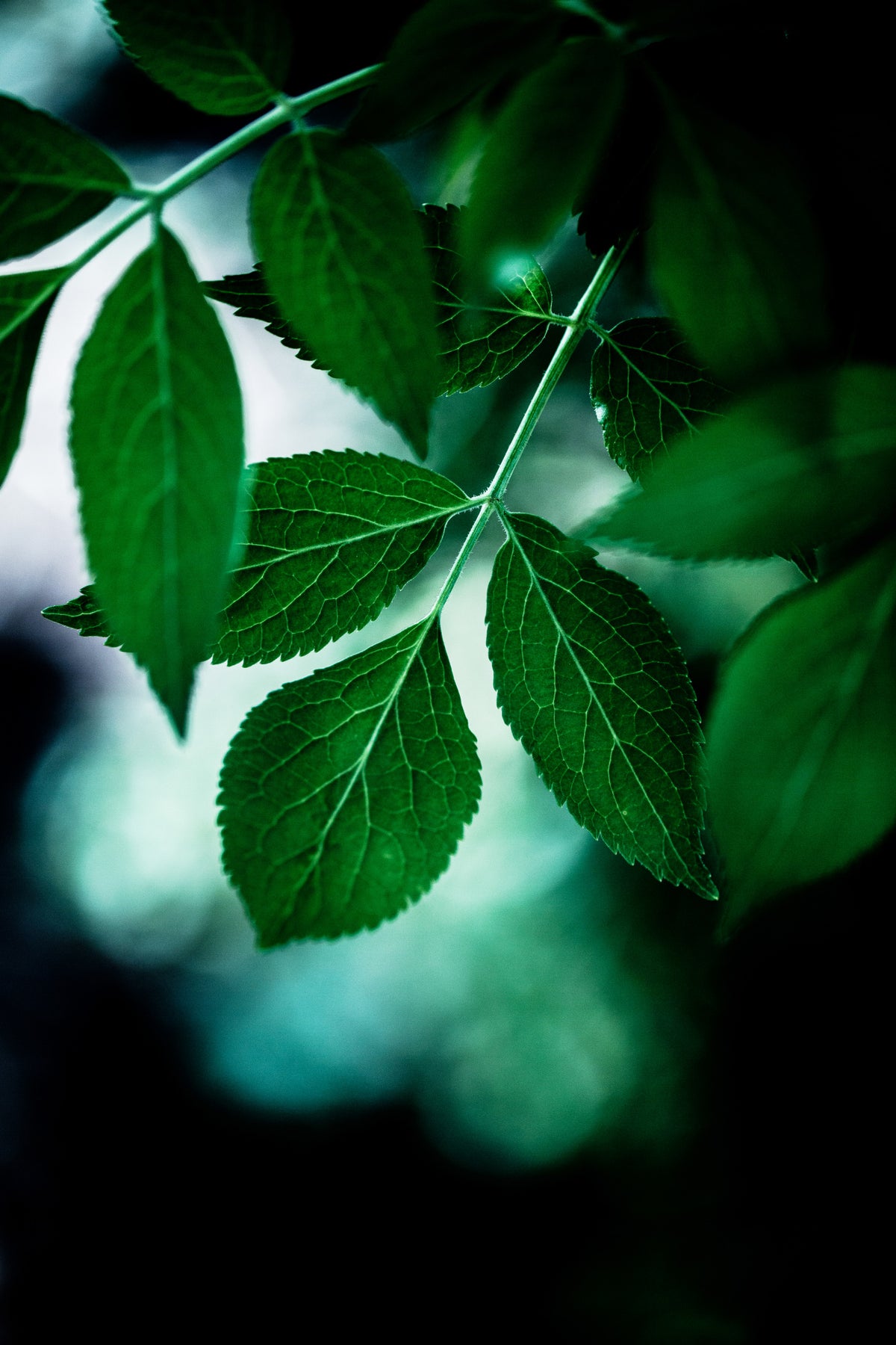 Dark Leaves 14 Poster och Canvastavla