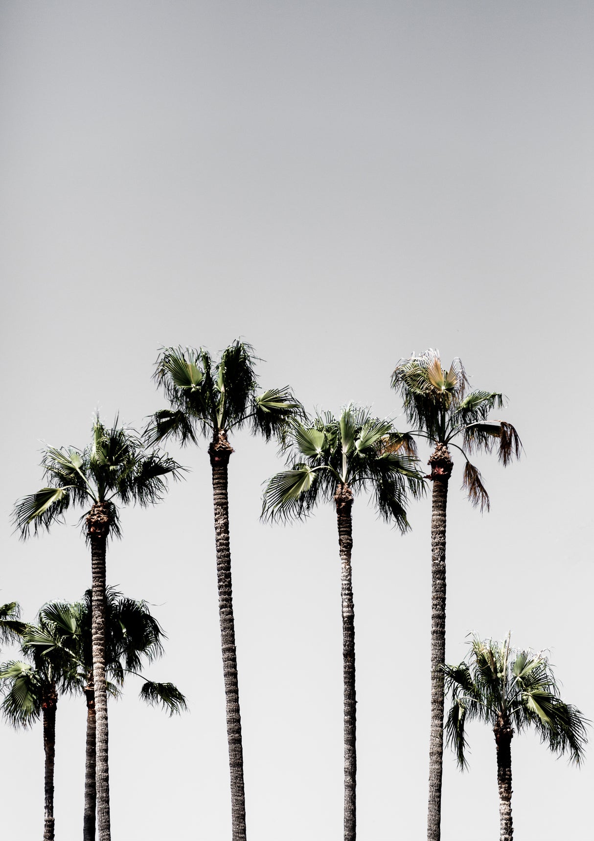 Palm Trees 5 Poster och Canvastavla