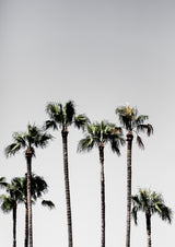 Palm Trees 5 Poster och Canvastavla