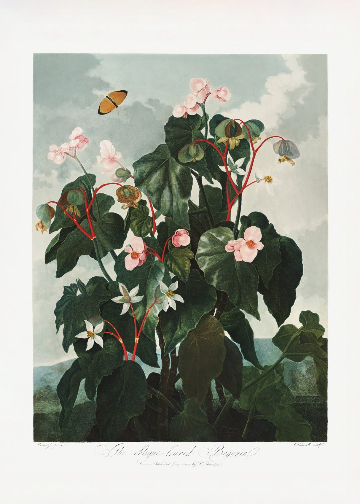 The Oblique–Leaved Begonia from The Temple of Flora (1807) Poster och Canvastavla