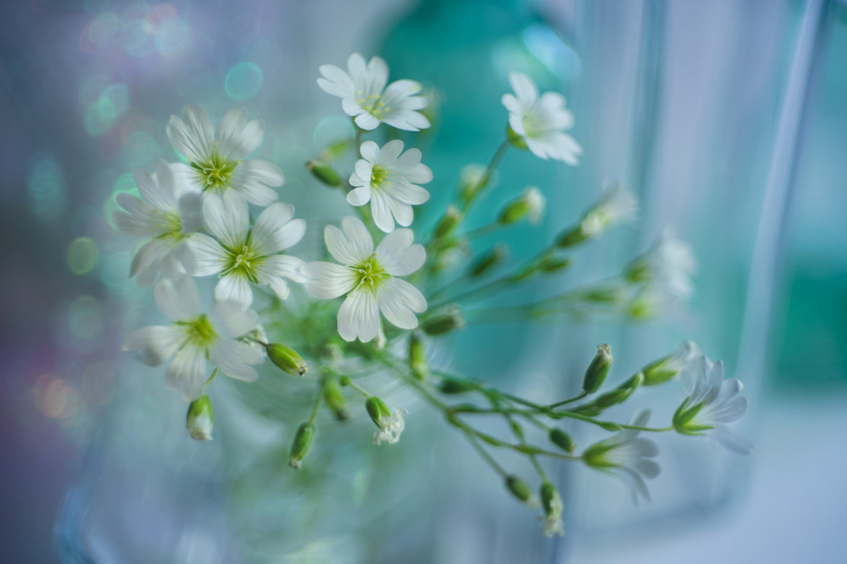 white spring Poster och Canvastavla