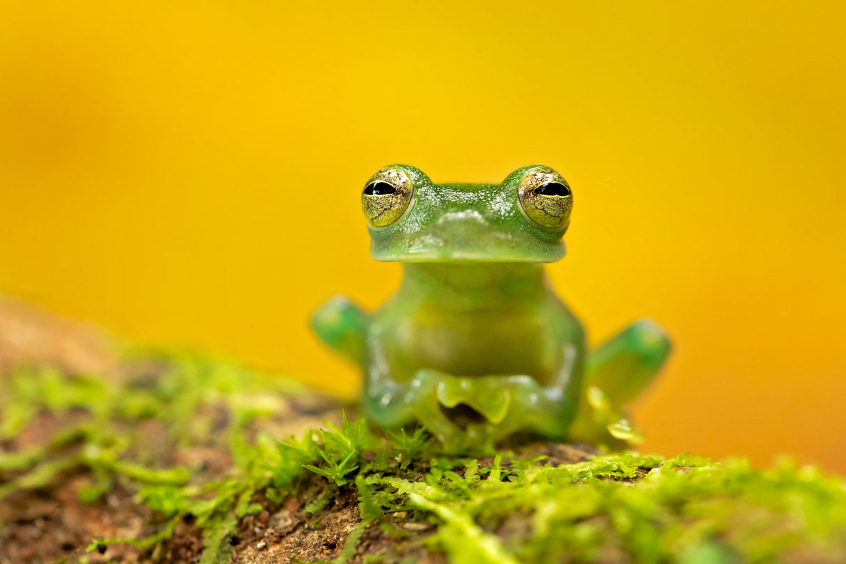 Emerald glass frog Poster och Canvastavla