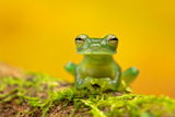 Emerald glass frog Poster och Canvastavla