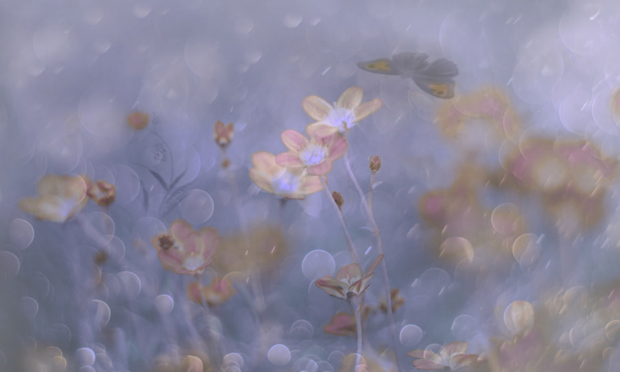 Happy Rainy Day Poster och Canvastavla