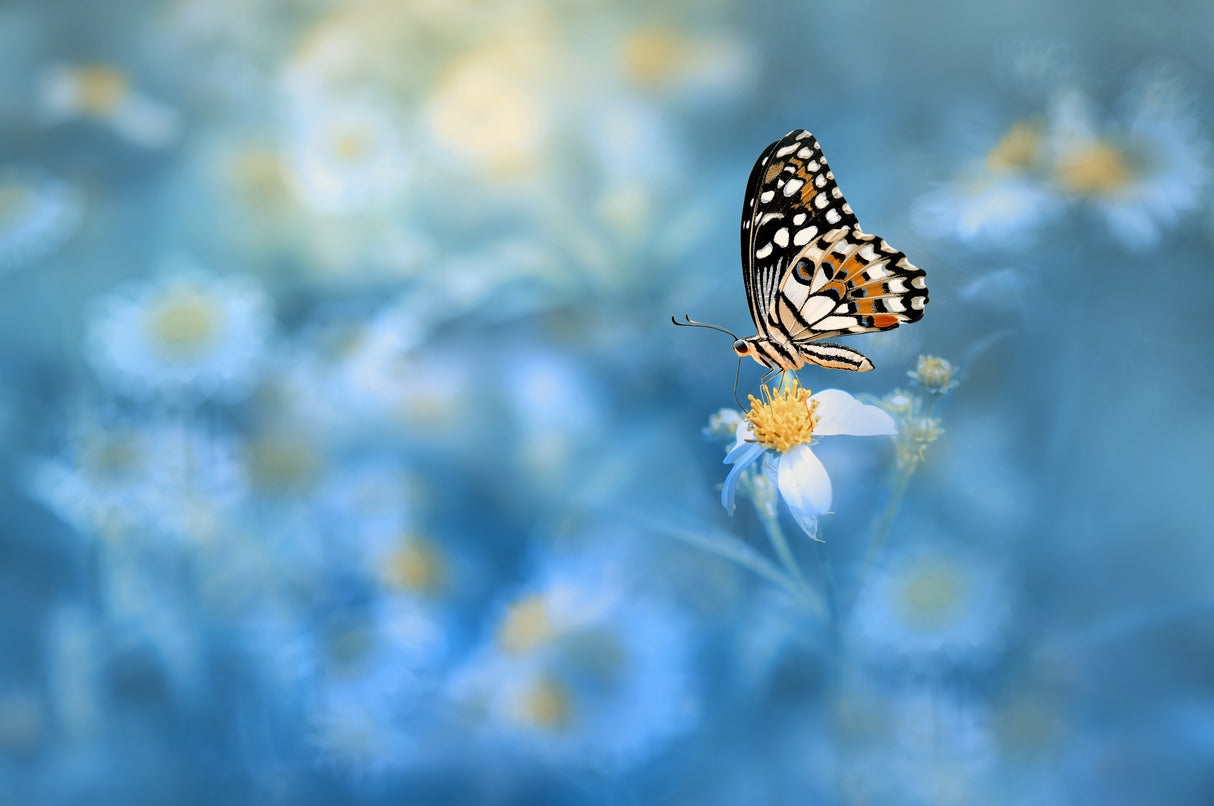 Butterfly on the flower Poster och Canvastavla