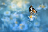 Butterfly on the flower Poster och Canvastavla