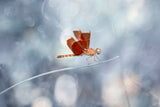 Red Dragonfly on Leaf of Grass Poster och Canvastavla