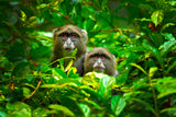 Blue Monkey Poster och Canvastavla