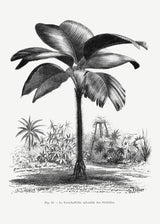 Vintage Palm Tree Drawing Iii Poster och Canvastavla