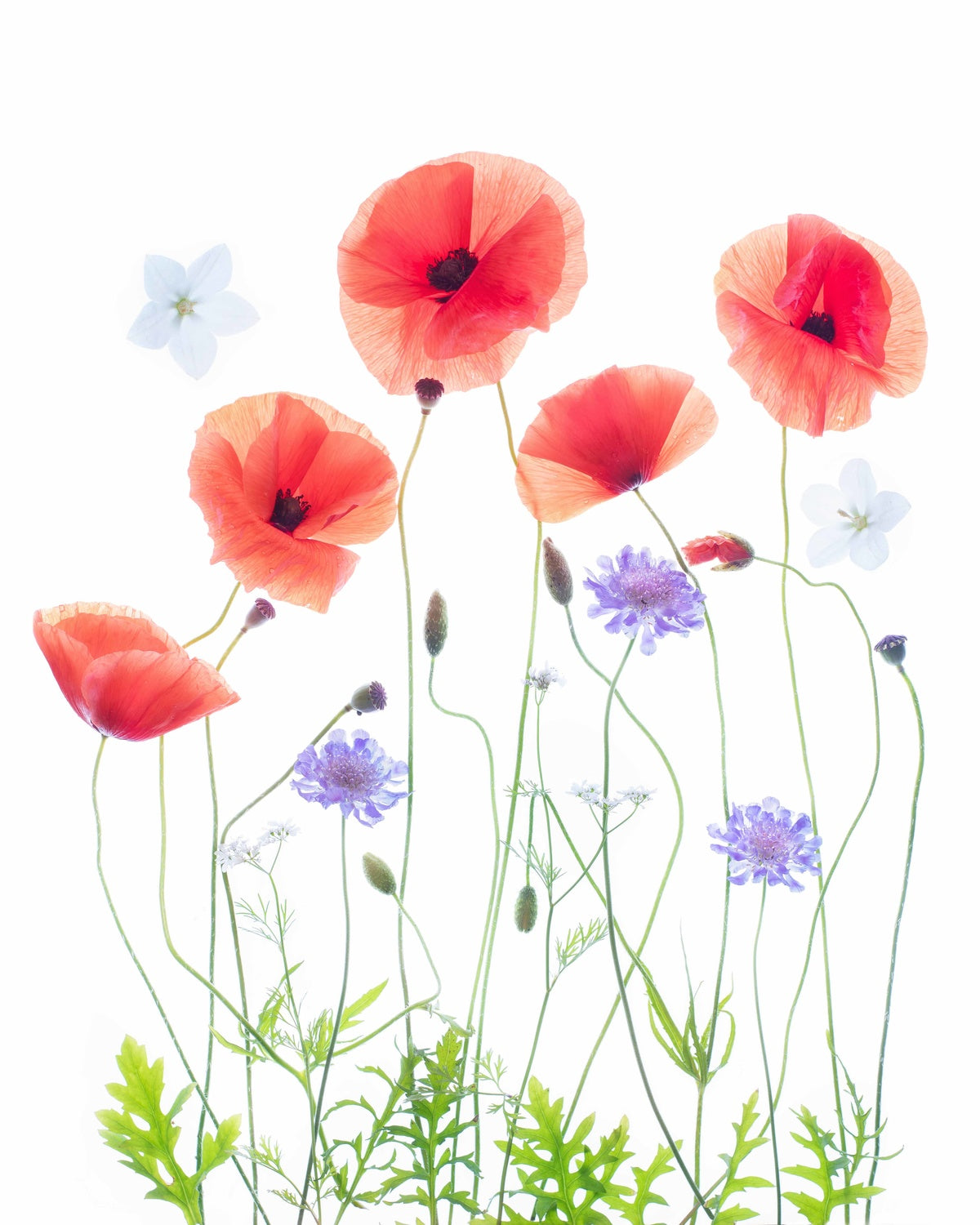 Poppy Garden Poster och Canvastavla