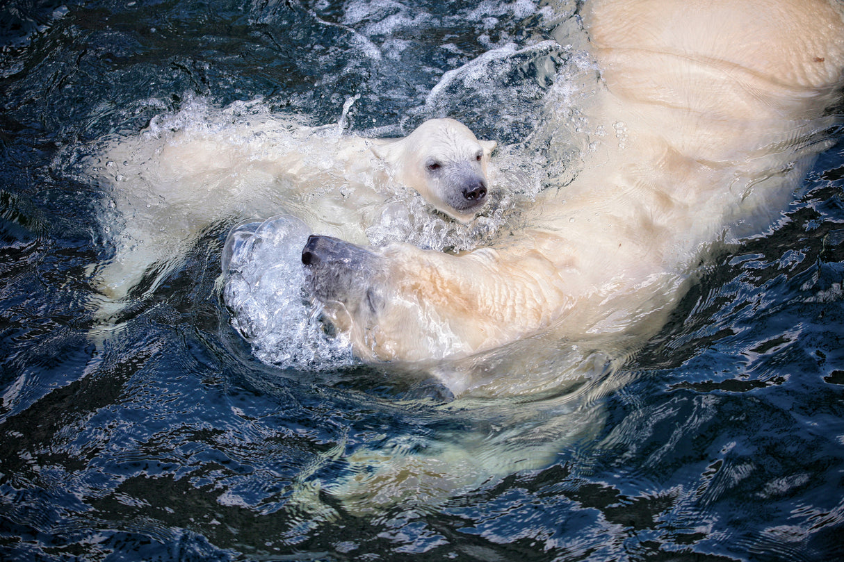HER CUTENESS, swimming with mum Poster och Canvastavla