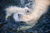 HER CUTENESS, swimming with mum Poster och Canvastavla