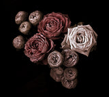 Roses Poster och Canvastavla