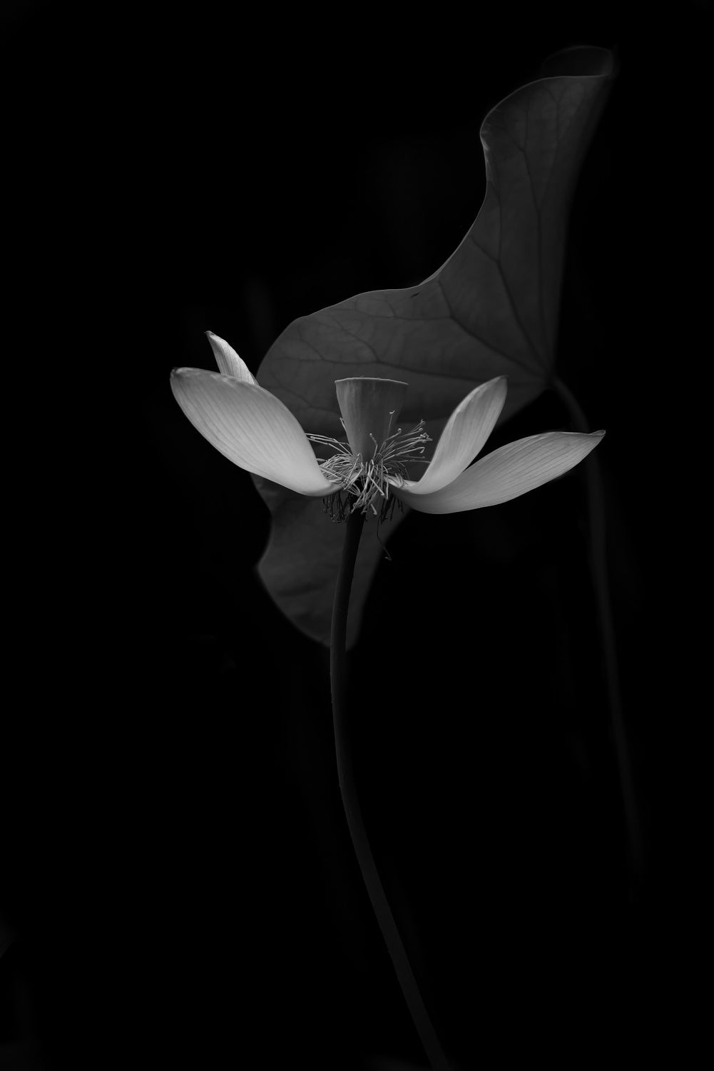 Lotus Flower Poster och Canvastavla