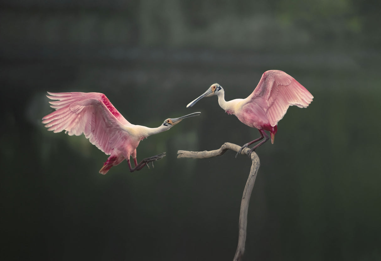 Roseate spoonbils Poster och Canvastavla