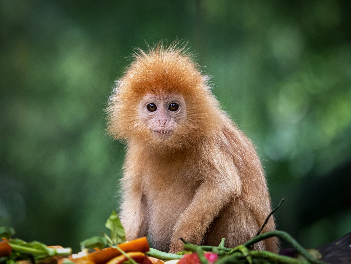 Baby lutung Poster och Canvastavla