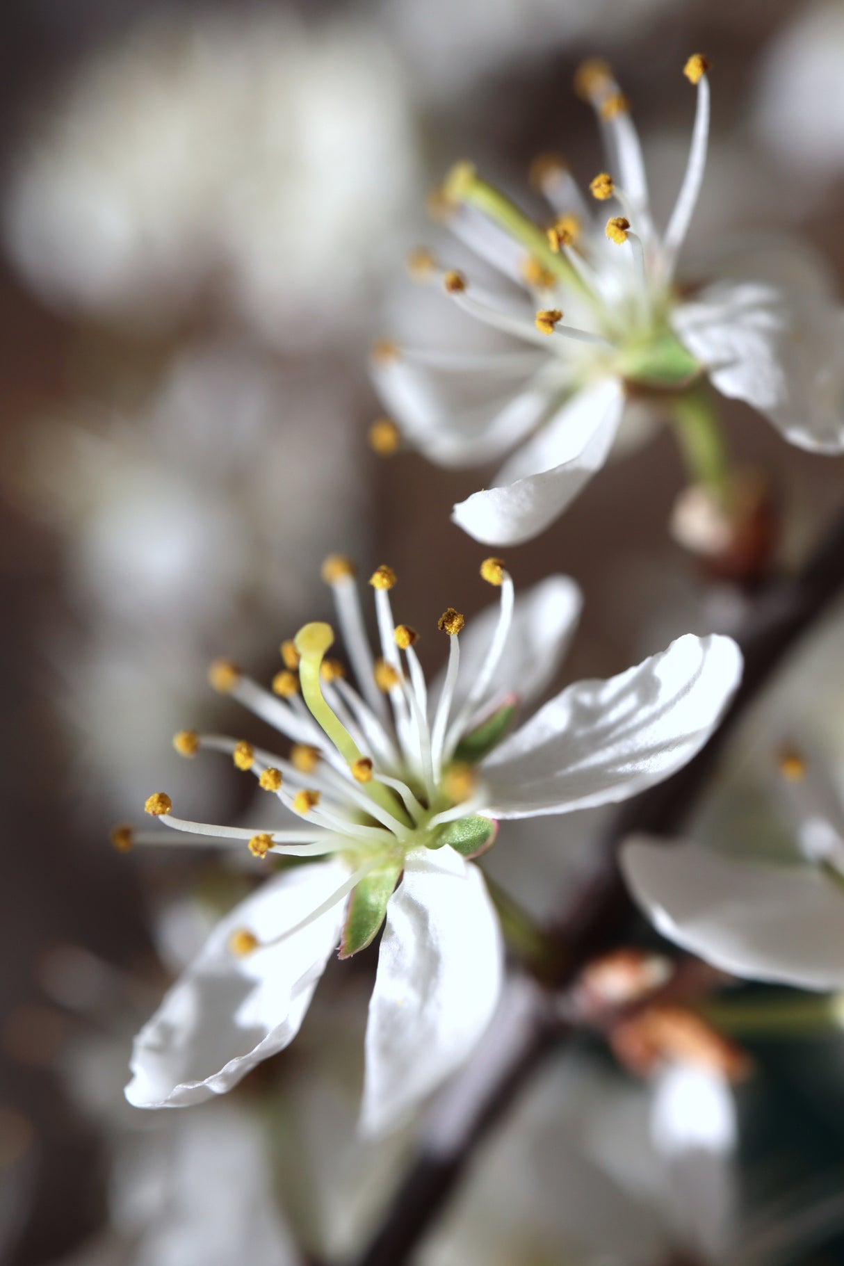 Spring blooms I Poster och Canvastavla