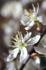 Spring blooms I Poster och Canvastavla