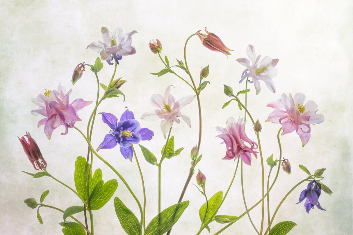 Columbine Poster och Canvastavla