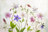 Columbine Poster och Canvastavla