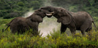 Pachydermal Pleasures Poster och Canvastavla