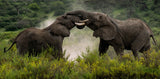 Pachydermal Pleasures Poster och Canvastavla