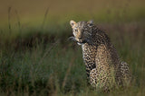 African Leopard ... Poster och Canvastavla