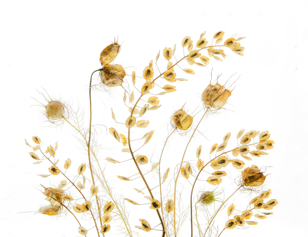 Dry Plants Poster och Canvastavla
