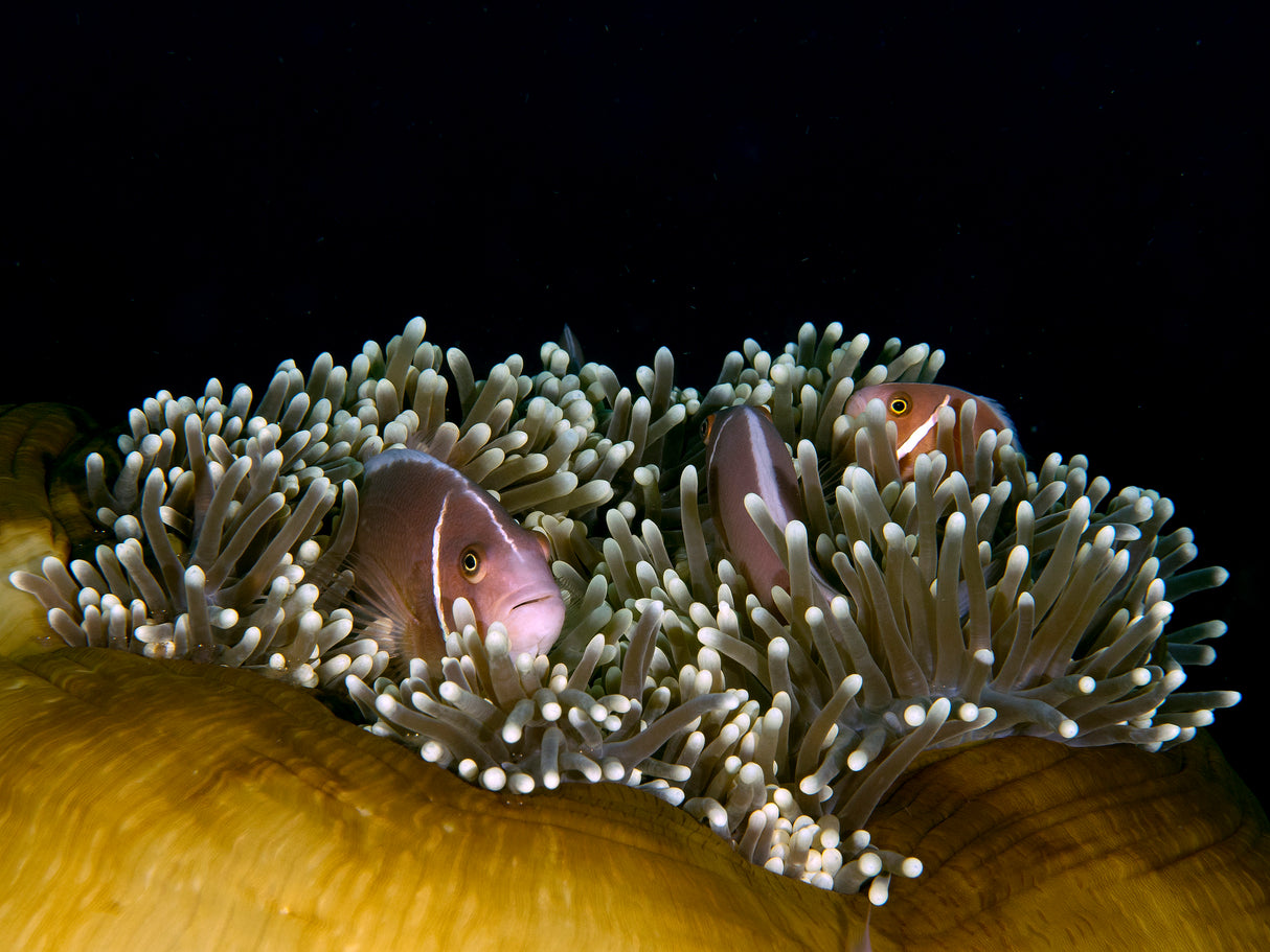 Skunk Anemonefish Poster och Canvastavla