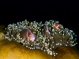 Skunk Anemonefish Poster och Canvastavla