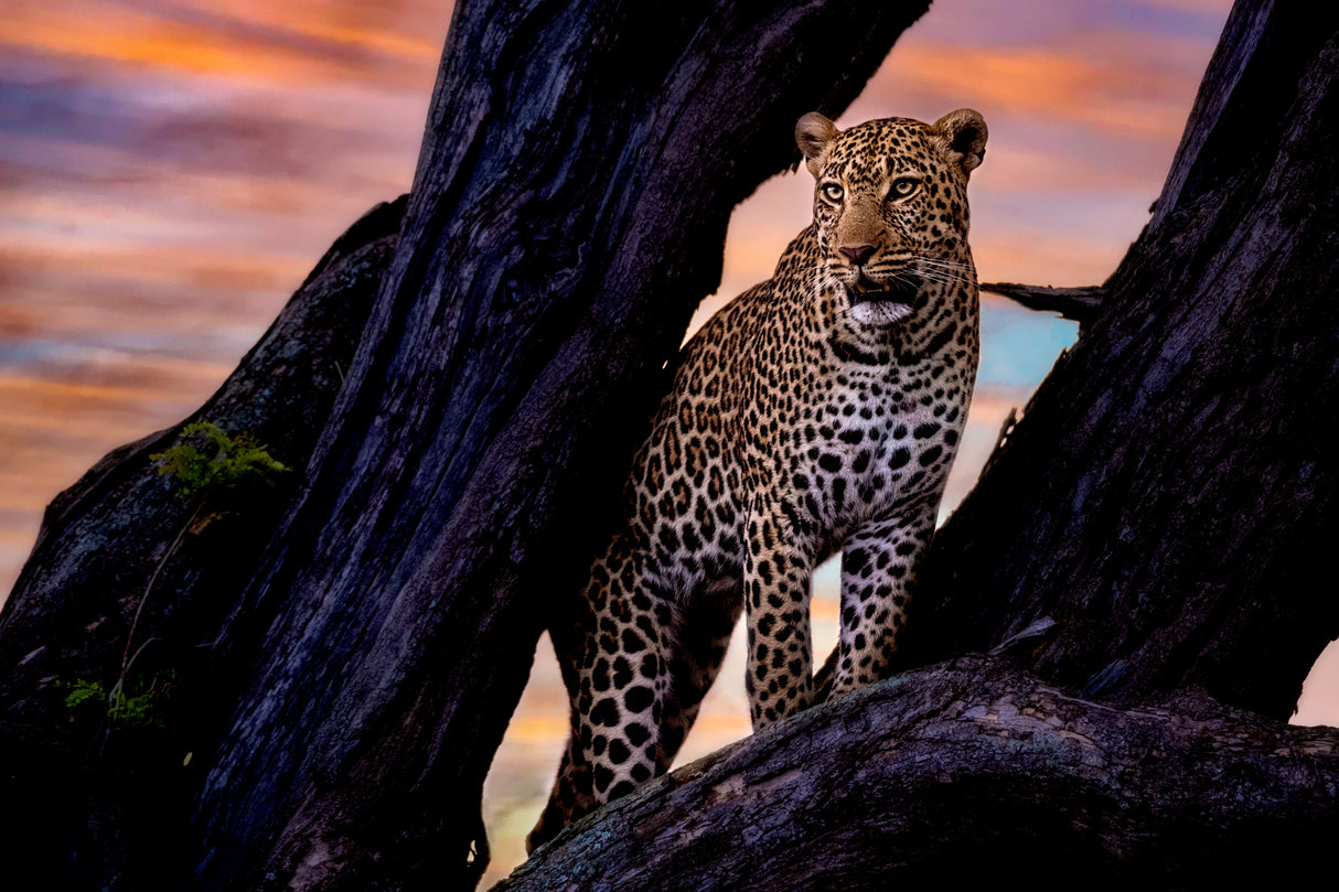 Leopard on the tree Poster och Canvastavla