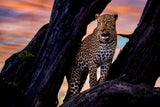 Leopard on the tree Poster och Canvastavla