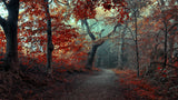 The RED Forest Poster och Canvastavla