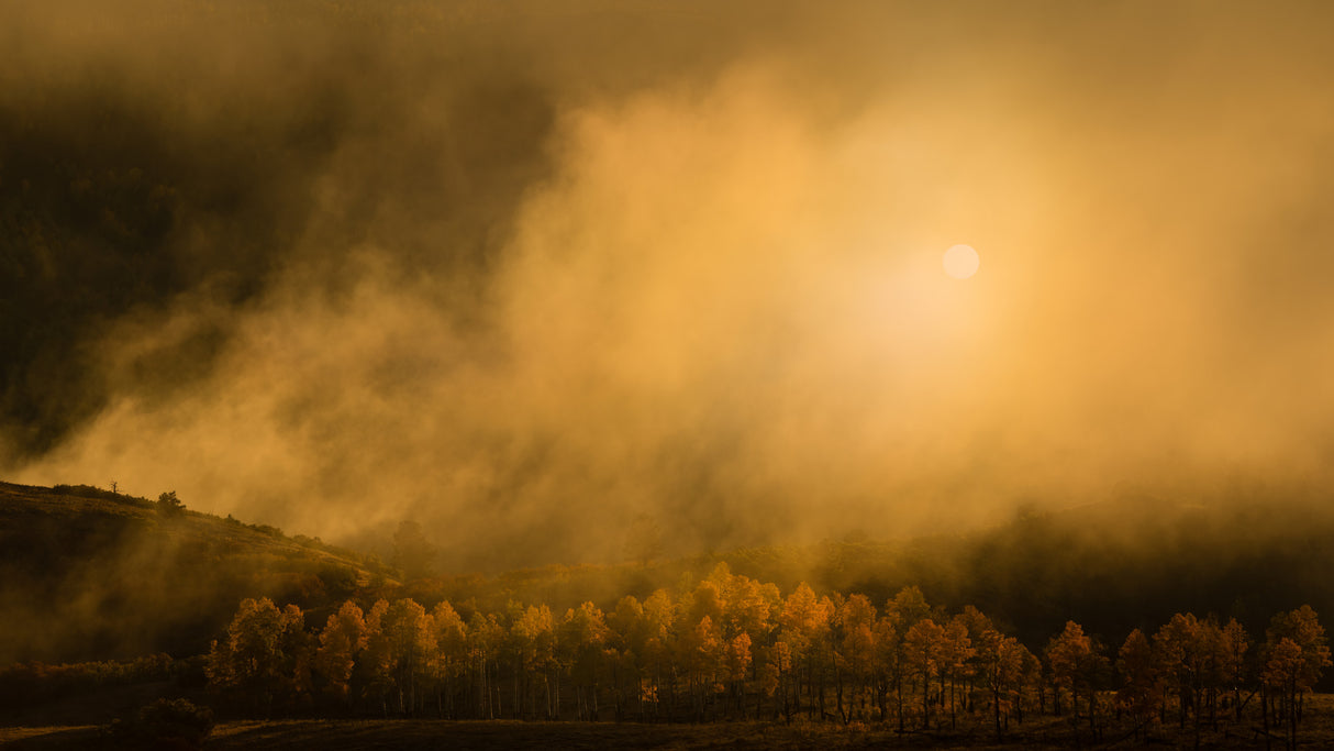 Golden Forest Poster och Canvastavla