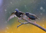Play in the early spring Poster och Canvastavla