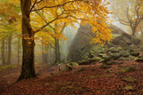 Autumn forest Poster och Canvastavla