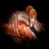 Flamingo Poster och Canvastavla