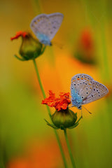 butterfly Poster och Canvastavla