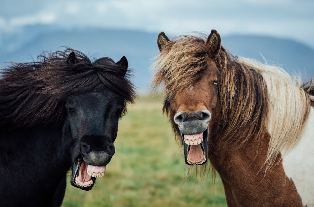 WILD SMILE Poster och Canvastavla