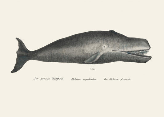 Whale Ii Antique Handcolored Sealife Lithograph 1824 Poster och Canvastavla