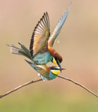 Bee eater love Poster och Canvastavla