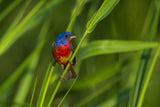 A Painted Bunting Poster och Canvastavla