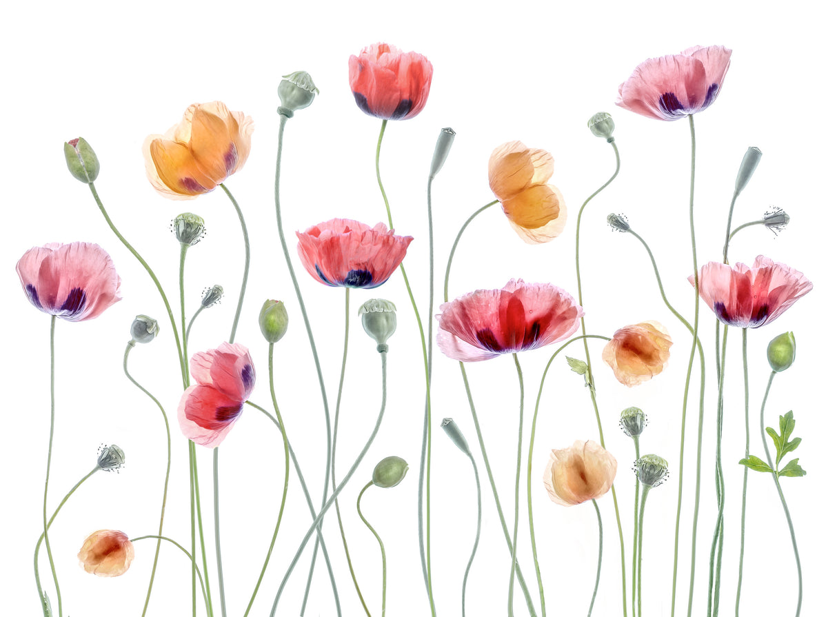 Papaver party Poster och Canvastavla