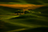 Tree in the field Poster och Canvastavla