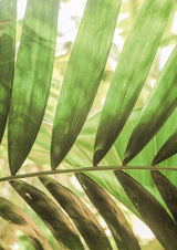 Village Jungle Poster och Canvastavla