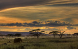 Africa Poster och Canvastavla