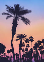 Palms at Sunset Poster och Canvastavla