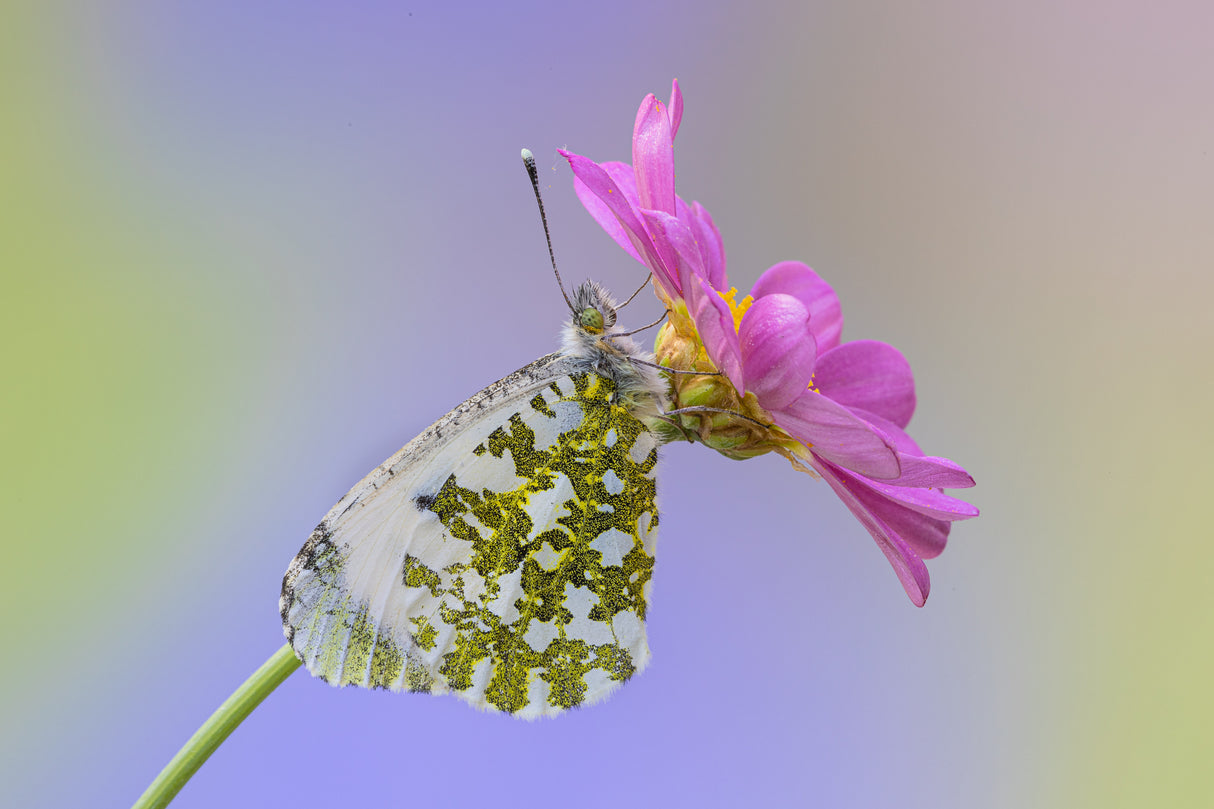 Anthocharis cardamines female Poster och Canvastavla