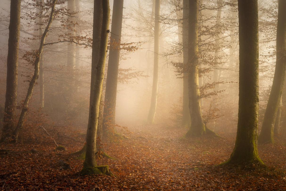 November Forest Poster och Canvastavla